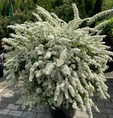 Спирея Вангутта (Spiraea vanhouttei) - Лиственные растения весна 2024 года  - купить лиственные растения спирея, кизильник, барбарис, лапчатка.