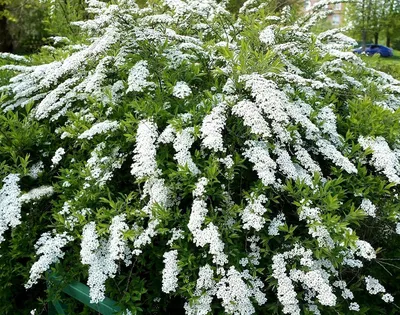 Спирея серая Грефшейм Spiraea cinerea Grefsheim