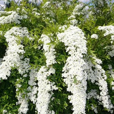 Спирея серая Грефшейм. (Spiraea cinerea Grefsheim) С7,5 купить в  интернет-магазине ЦВІТСАД с доставкой по Украине