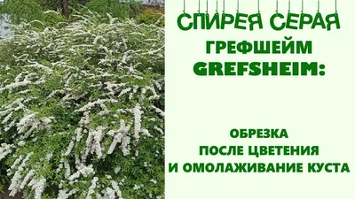 Спирея Вангутта: описание и характеристики цветущего кустарника,  использование, купить саженцы в Москве