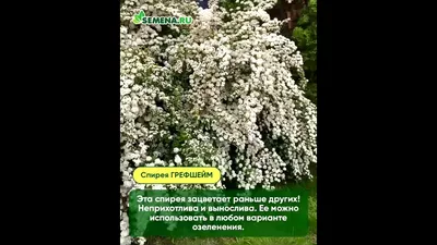 Спирея серая «Грефшейм», С3/60-80 см по цене 498 ₽/шт. купить в Костроме в  интернет-магазине Леруа Мерлен