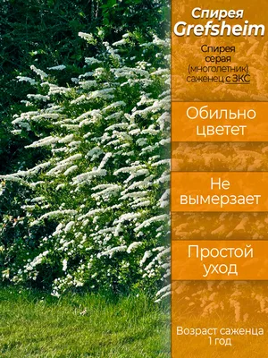 Спирея серая Грефшейм: обрезка после цветения и омолаживание куста - YouTube