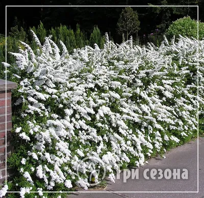 Спирея серая Грефшейм (Grefsheim) С5