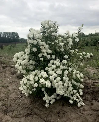 Спирея серая Грефшейм (Grefsheim) 20-30 см купить по цене 120 руб