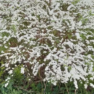 Спирея серая Грефшейм Spiraea x cinerea Grefsheim | Питомник Тайга
