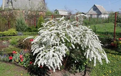 Спирея Вангутта Gold fountain - Спирея - GardenPlants