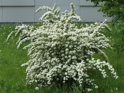 Спирея японская (Spiraea japonica `Manon`) - Спирея японская - Спирея -  Декоративные кустарники - По виду - Каталог - LESKOVO-PITOMNIK.ru