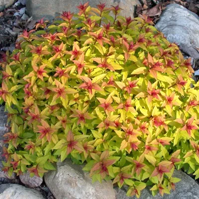 Спирея японская \" Albiflora\" (Spiraea japonica \" Albiflora\" )