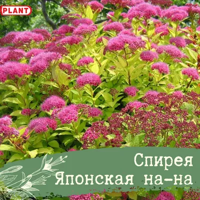 Спирея японская Альбифлора (Spiraea japonica Albiflora) Р9 — Питомник  Летний сад