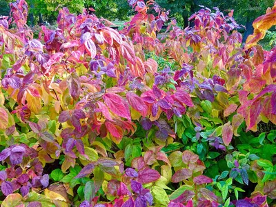 Спирея японская Froebelii / Spiraea japonica Froebelii, заказать, купить в  Перми - Саженцы лиственных деревьев и кустарников - Питомник «Анютины  Глазки»