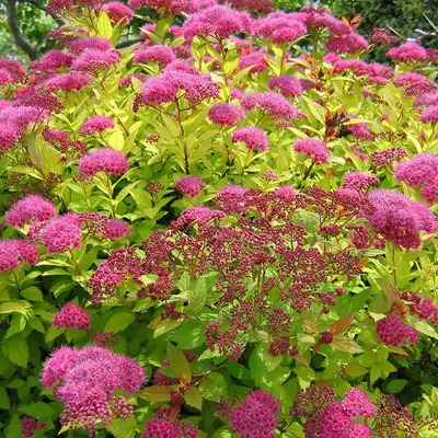 Спирея японская 'Albiflora' - Декоративные растения, кустарники в Москве, МО