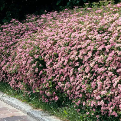 Купить Спирея японская Литл Принцесс Spiraea japonica Little Princess - в  питомнике Флорини