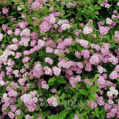 Спирея японская \"Литл Принц\" (Spiraea japonica Little Princess) -  Лиственные растения весна 2024 года - купить лиственные растения спирея,  кизильник, барбарис, лапчатка.