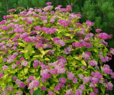 Саженцы японской спирея \"Литл Принцесс\" Spiraea japonica Little Princess