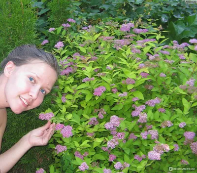 Спирея японская «Литтл Принцесс» (Spiraea japonica «Little Princess»)  купить для ландшафтного дизайна в Москве