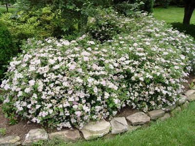 Кустарники: Спирея японская Литтл Принцесс \"Spiraea japonica Little  Princess\"