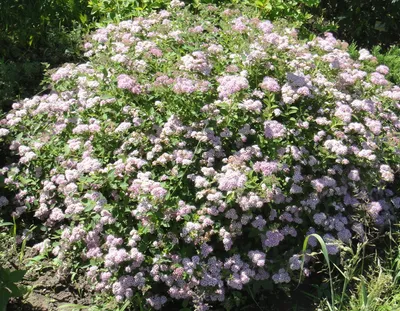 Спирея японская (Spiraea japonica `Golden Princess`) - Спирея японская -  Спирея - Декоративные кустарники - По виду - Каталог - LESKOVO-PITOMNIK.ru