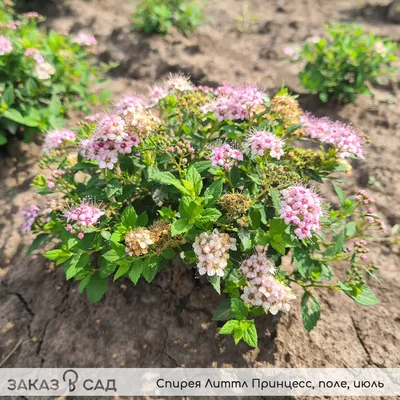 Спирея японская Литтл Принцесс Spiraea japonica Little Princess - купить  декоративные и хвойные растения с доставкой по Украине в магазине Добродар