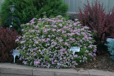 Спирея японская «Литтл Принцесс» (Spiraea japonica «Little Princess»)  купить для ландшафтного дизайна в Москве