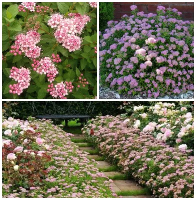 Спирея японская 'Little princess' (Spiraea japonica 'Little princess')