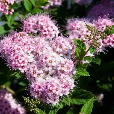 Спирея японская Литл Принцесс Spiraea japonica Little Princess