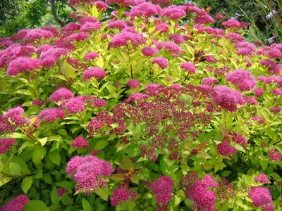 Спирея березолистная Тор / Spiraea betulifolia Tor (ID#245575534), цена: 75  ₴, купить на Prom.ua