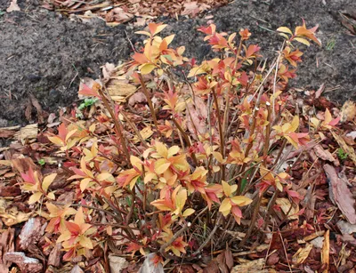 Спирея японская (Spiraea japonica `Superstar`) - Спирея японская - Спирея -  Декоративные кустарники - По виду - Каталог - LESKOVO-PITOMNIK.ru