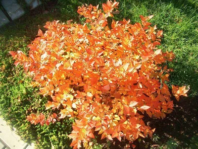 Спирея японская Макрофилла Spiraea japonica Macrophylla - купить  декоративные и хвойные растения с доставкой по Украине в магазине Добродар