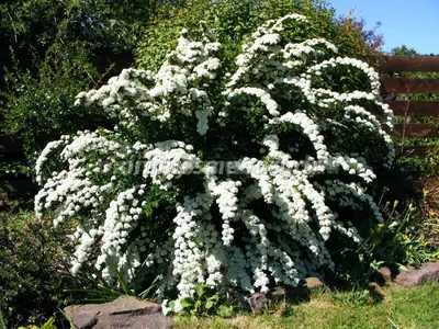 Спирея Аргута (Spiraea arguta) - Спирея Аргута - Спирея - Декоративные  кустарники - По виду - Каталог - LESKOVO-PITOMNIK.ru