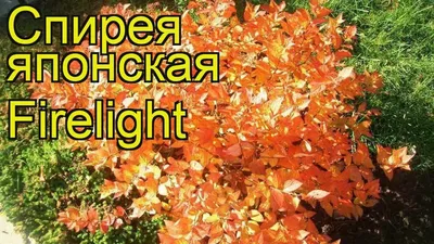 Спирея японская «Криспа», С2 | Семицветье