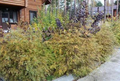 Спирея японская Фаерлайт. Краткий обзор, описание характеристик spiraea  japonica Firelight - YouTube