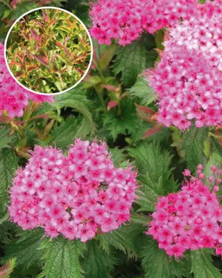 Спирея японская посадка и деление в октябре | 🌺Мой ЦВЕТОЧНЫЙ MирАни🌺✓™ |  Дзен