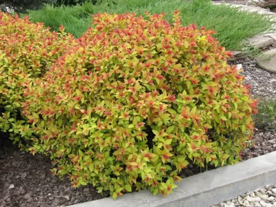 Спирея серая Kaziu - Спирея - GardenPlants
