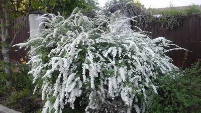 Спирея японская `Антони Ватерер`, Spiraea japonica `Anthony Waterer`