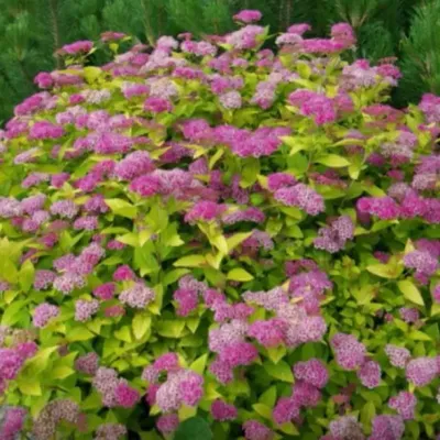 Купить Спирея березолистная \"Тор\" (Spiraea betulifolia 'Tor') от 199 руб. в  интернет-магазине Архиленд с доставкой почтой по Москве и в регионы