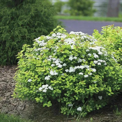 Спирея японская Макрофилла Spiraea japonica Macrophylla - купить  декоративные и хвойные растения с доставкой по Украине в магазине Добродар