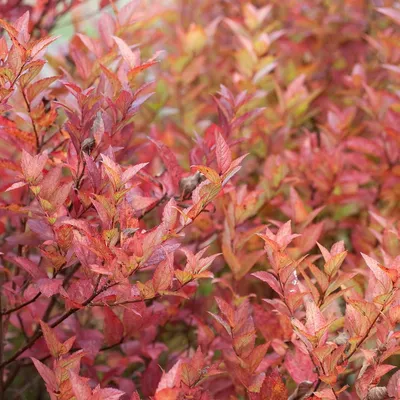 Спирея японская \"Крупнолистная\" (Spiraea japonica Macrophylla) - Лиственные  растения весна 2024 года - купить лиственные растения спирея, кизильник,  барбарис, лапчатка.
