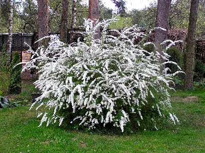 Спирея японская Голдмаунд с доставкой! 🌱 [750979]