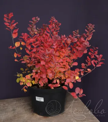 Спирея японская Zen Spirit Caramel - Спирея - GardenPlants
