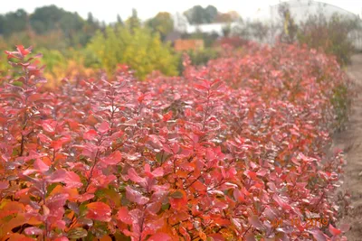 Спирея японская Голдмаунд Spiraea japonica Goldmound - купить декоративные  и хвойные растения с доставкой по Украине в магазине Добродар