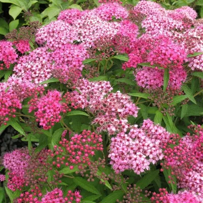 Спирея японская (Spiraea japonica) Super Star • ЦВЕТЫ и КУСТЫ