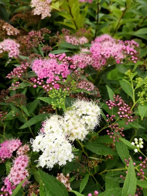 Спирея японская Антони Ватерер Spiraea japonica \"Anthony Waterer\" купить в  Москве саженцы из питомника Greenpoint24