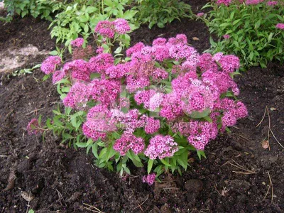 Спирея японская Литл Принцесс (Spiraea japonica Little Princess) – купить  саженец по цене от 300 ₽