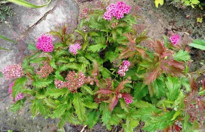 Спирея японская Anthony Waterer Sapho - Спирея - GardenPlants