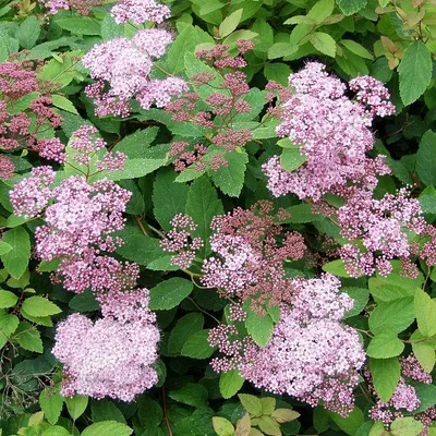 Спирея японская (Spiraea japonica `Pink and Gold`) - Спирея японская -  Спирея - Декоративные кустарники - По виду - Каталог - LESKOVO-PITOMNIK.ru