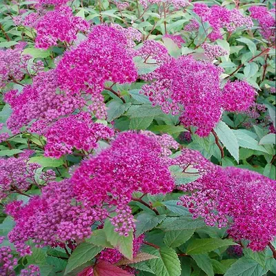 Спирея японская 'Little princess' (Spiraea japonica 'Little princess')