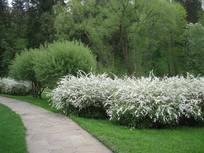 Купить Спирея серая Грефшейм Spiraea cinerea Grefsheim - в питомнике Флорини