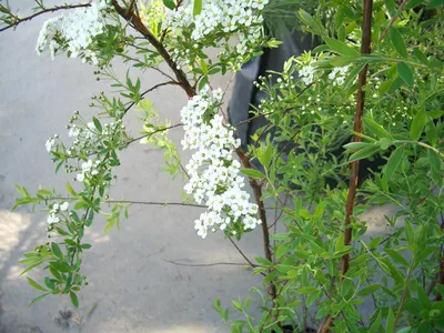 Спирея серая Грефшейм. Spiraea cinerea `Grefsheim`40-60 C7,5L