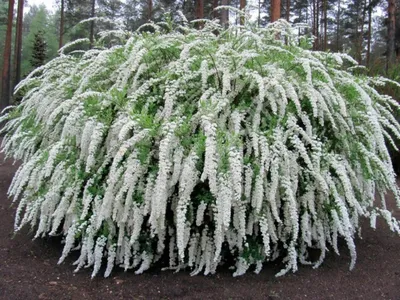 Спирея серая \"Грефшейм\" (Spiraea cinerea Grefsheim) - Лиственные растения  весна 2024 года - купить лиственные растения спирея, кизильник, барбарис,  лапчатка.