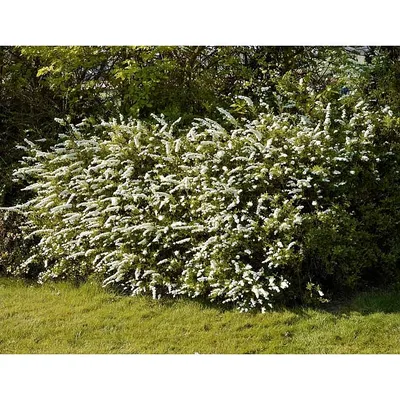 Спирея серая (Spiraea cinerea `Graciosa`)С3 купить, отзывы, фото, доставка  - Совместные покупки sp-vestniksadovoda